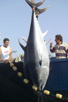 Mentsük meg a kékúszójú tonhalat
