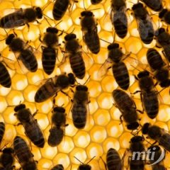 Nincs egyetlen közös oka a méhek tömeges pusztulásának