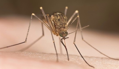 Védekezés a szúnyogok ellen: a legjobb módszerek
