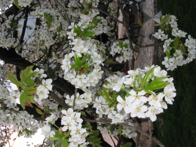Pollenhelyzet – A tavaszi szezon csúcsidőszakában vagyunk