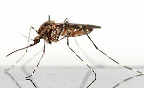 Itt a szúnyogszezon – itt a szívférgesség!