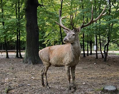 Miskolc, 2015. október 4.: Állatok Világnapja