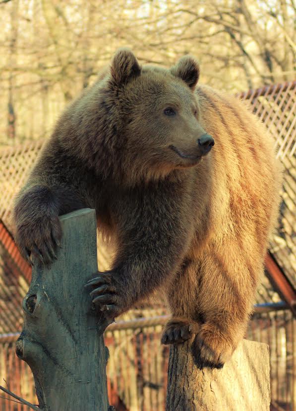„Medveles” a Miskolci Állatkertben