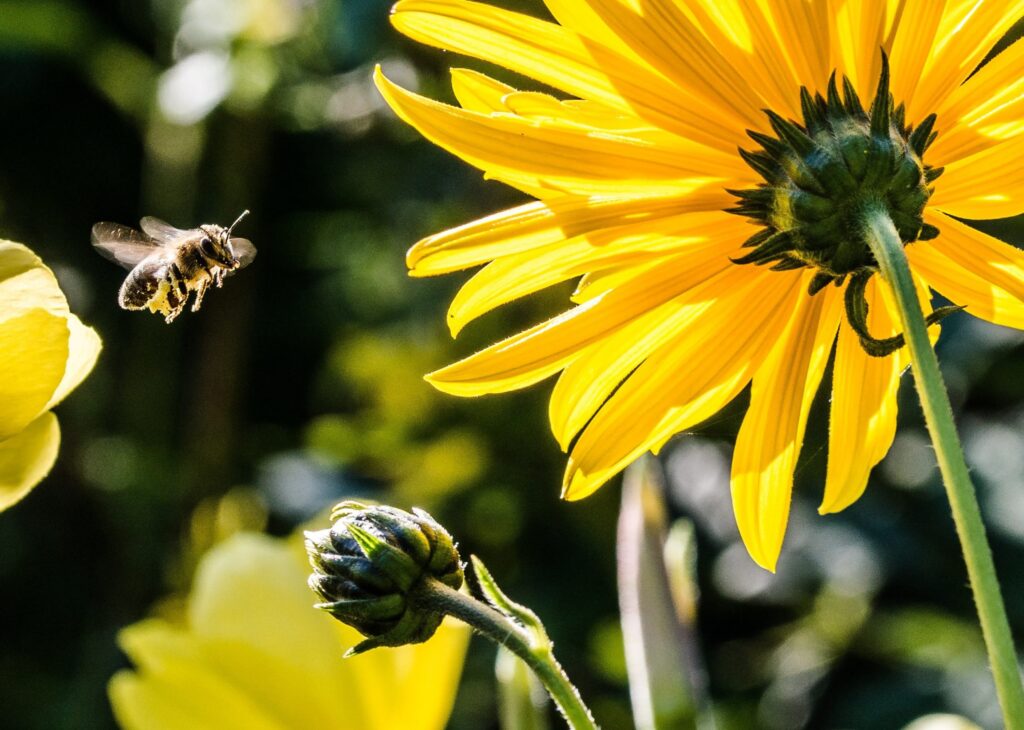 A neonikotinoid növényvédő szerek nemcsak a házi méheket, hanem a vadvilágot is veszélyeztetik