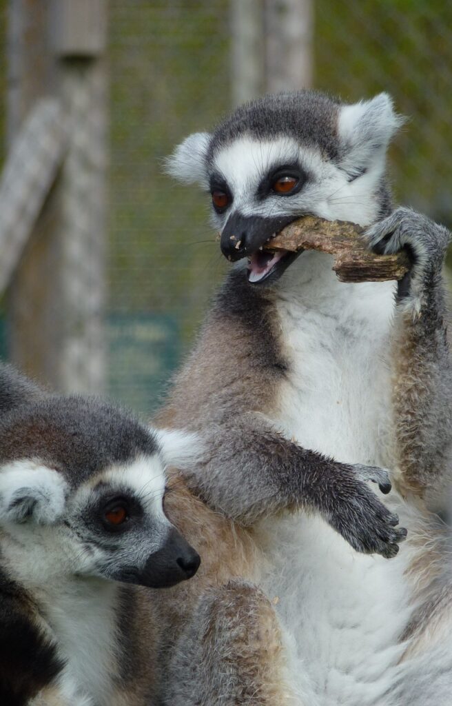 Lemur Fesztivál a Miskolci Állatkertben