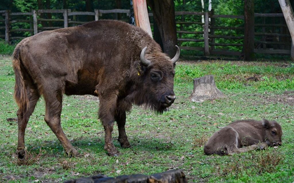 Elsőszülött bölényborjú Miskolcon