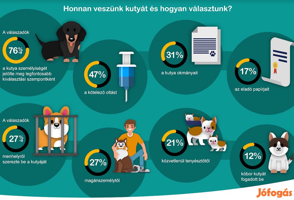Felmérés: a kötelező oltás csak minden második kutyavásárlónak fontos szempont