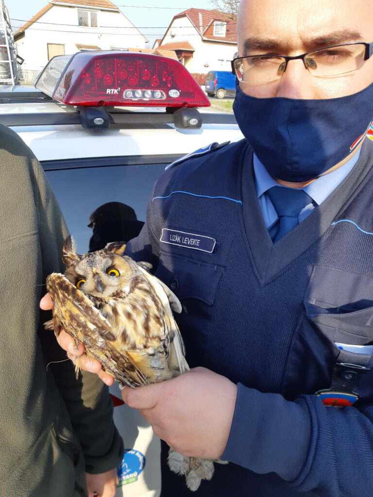 Törött szárnyú baglyot mentettek a rendőrök