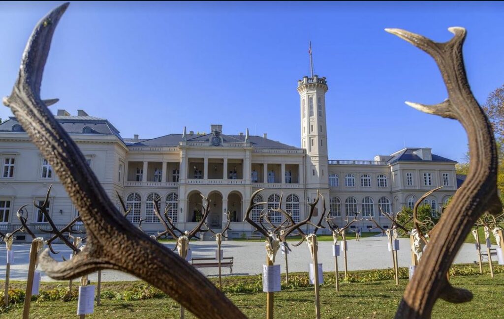 Gímtrófeák a Károlyi-kastély parkjában