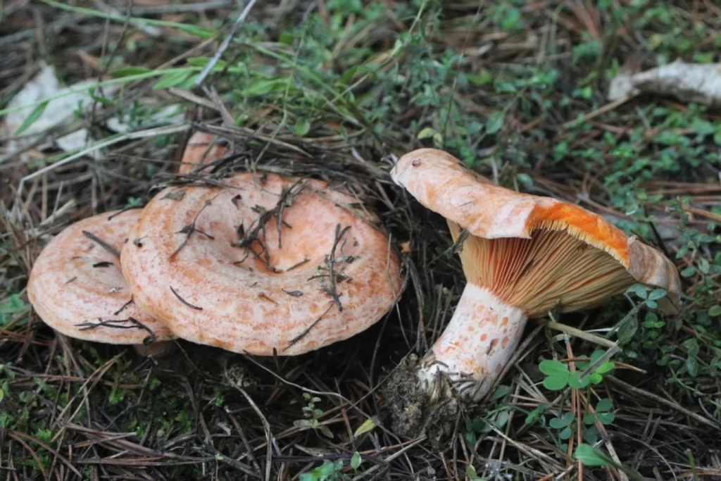 Az év gombája az ízletes rizike