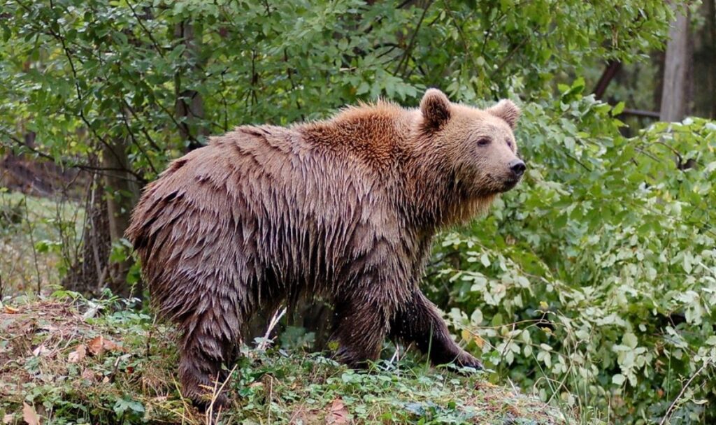 Medveles a Miskolci Állatkertben