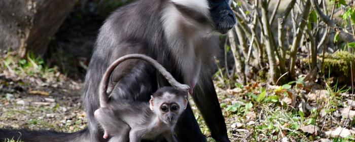 Örvös mangábé kölyök született a Miskolci Állatkertben