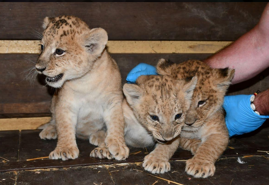 Újra oroszlánkölykök születtek a Miskolci Állatkertben