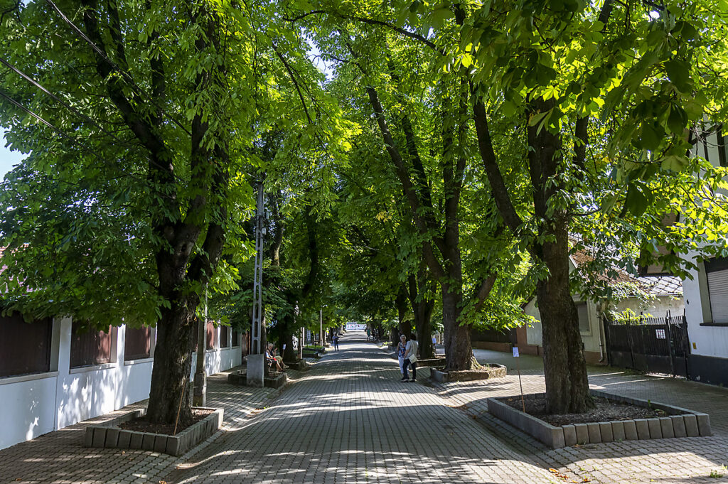 A Vár utcai gesztenyefasor különdíjas lett