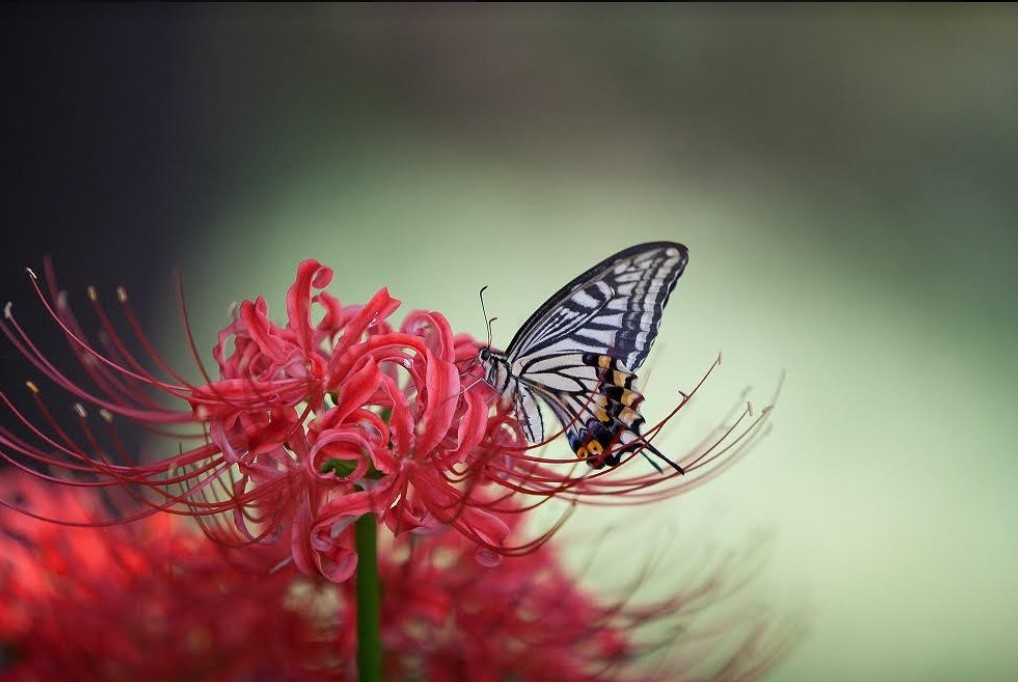 Harcias hernyóból nyertes pillangó – a fecskefarkú pillangó lett az év lepkéje