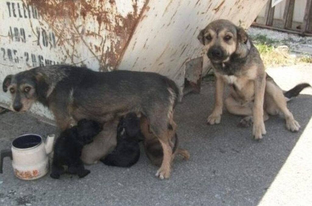 Így előzhető meg a tavaszi kóbor kutya, és cica bumm