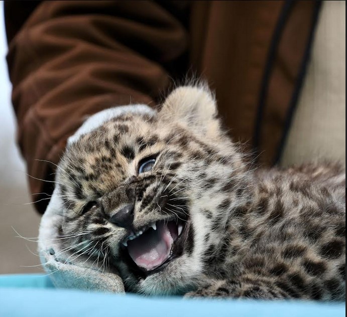 Perzsa leopárd született a Miskolci Állatkertben – a nevéről március 15-én szavazhatnak a látogatók
