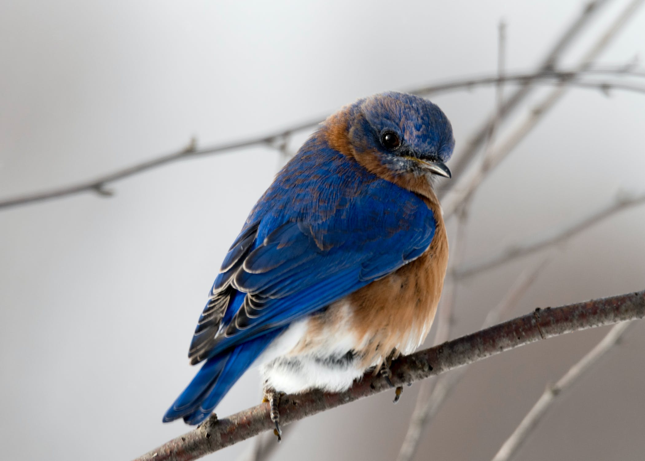 5 ok, amiért fontos a madarak védelme