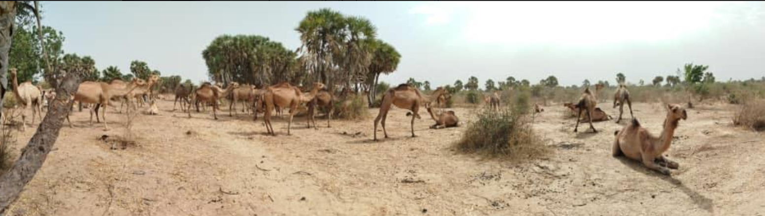 A MATE folytatja a szakemberek képzését és a mezőgazdasági fejlesztéseket Csádban