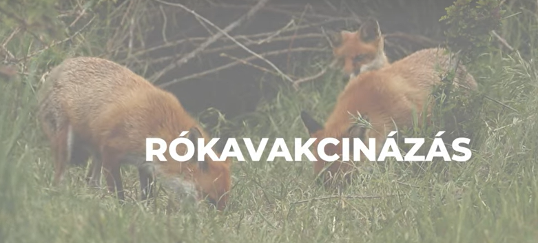 Soron kívül vakcinázzák a rókákat Szabolcs-Szatmár-Bereg vármegyében