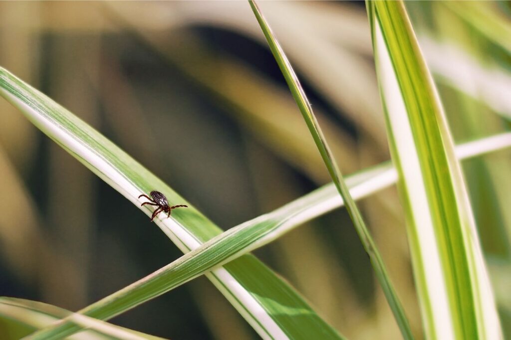 A Lyme-kór a szívünkre is komoly hatással lehet