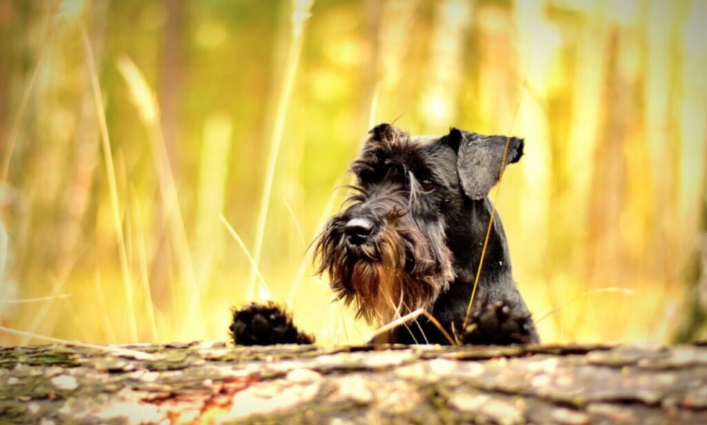 Törpe schnauzer, az erős és rettenthetetlen eb