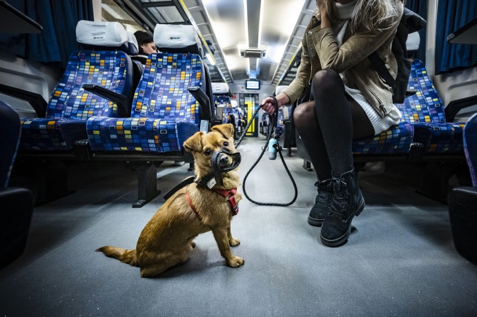 Újévtől ingyenes a kutya- és a kerékpárszállítás Budapesten belül a MÁV-csoport járatain