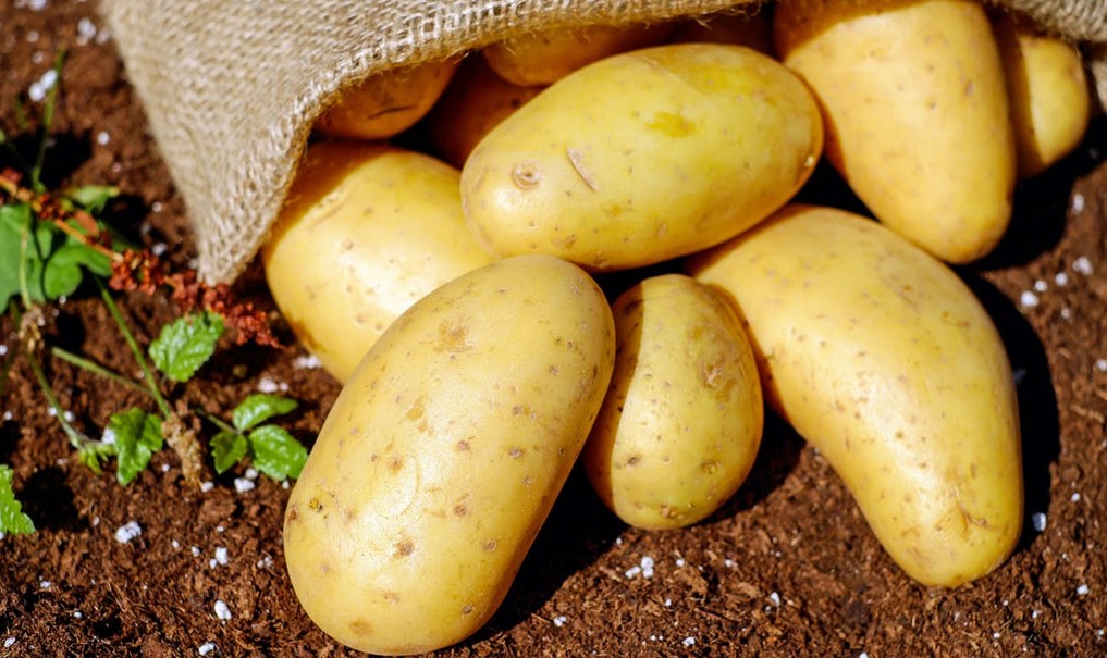 Eltűnhet a magyar krumpli: a felmelegedés és az új kártevők együtt szorítják ki a burgonyát