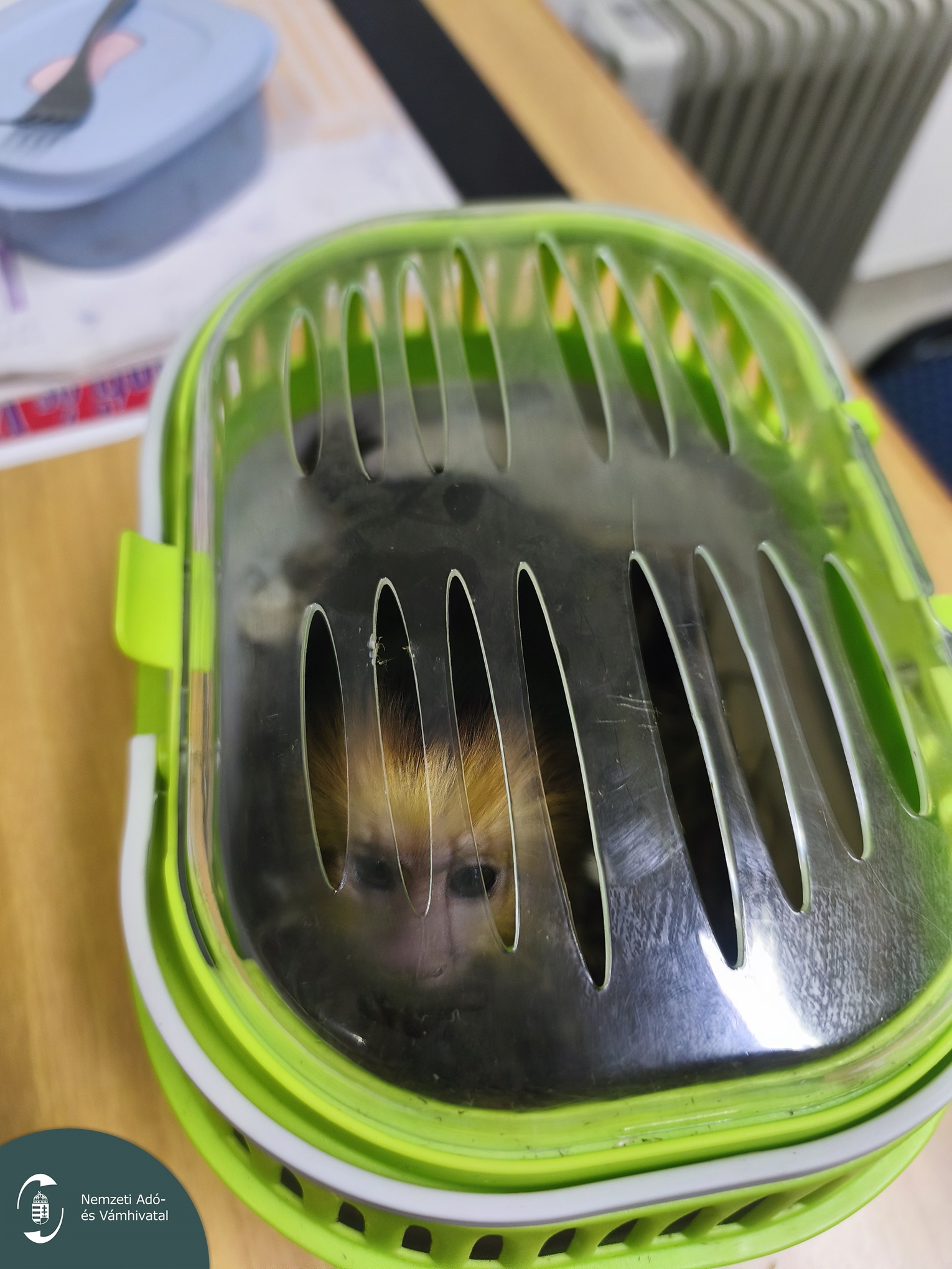 NAV-sajtóközlemény-Az eladott kismajom