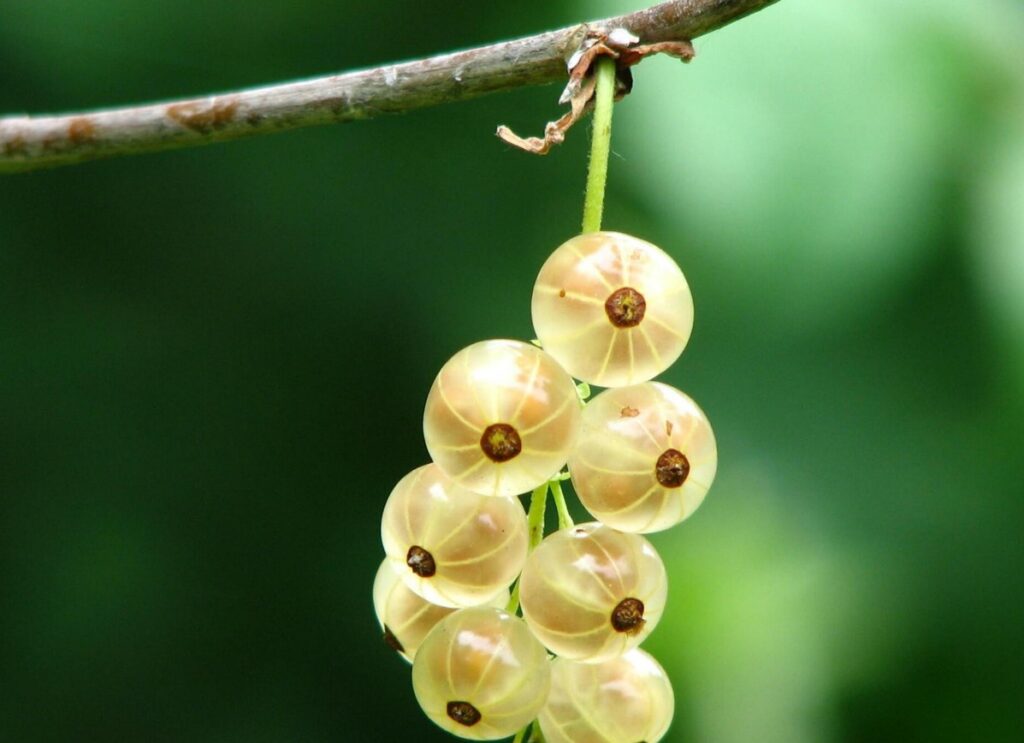 A köszméte a kertje dísze lehet!