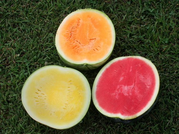 A Purdue University and University of Kentucky study found that mice fed a diet including watermelon juice had lower weight, cholesterol and arterial plaque than a control group. (Purdue University photo/Shubin Saha)