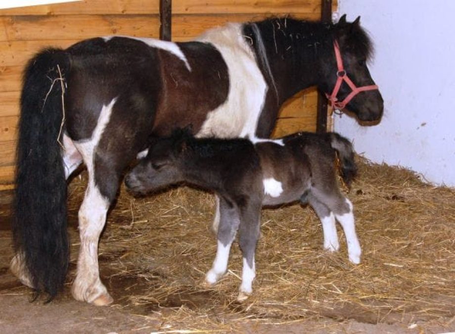 Az első napokban mindig anyja közelében
