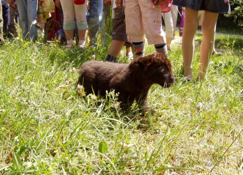 ROCKY rakétaként közlekedett a párducházon kívül