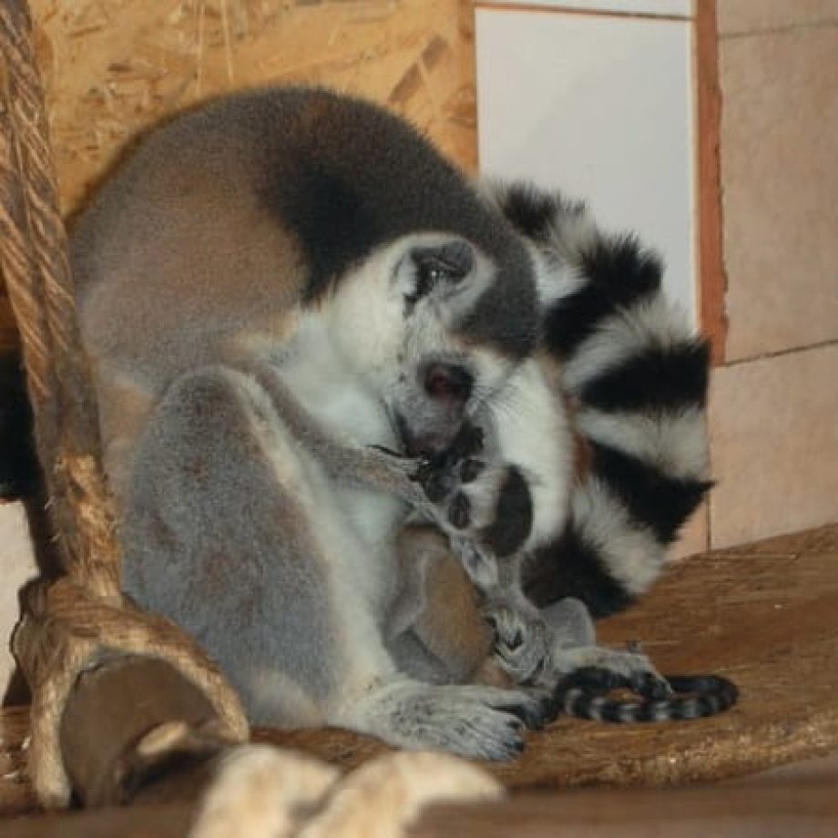 Kattabébi született a Miskolci Állatkertben