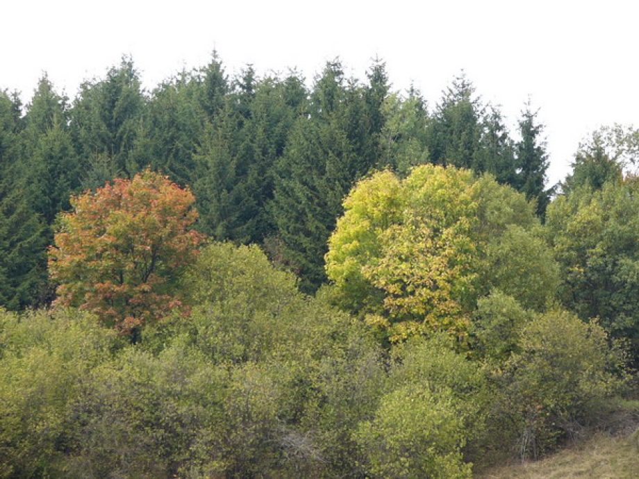 0585-rendorbokor-fogta-rongalo