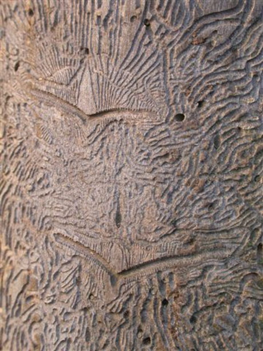 Élethű képek a teremtett világról