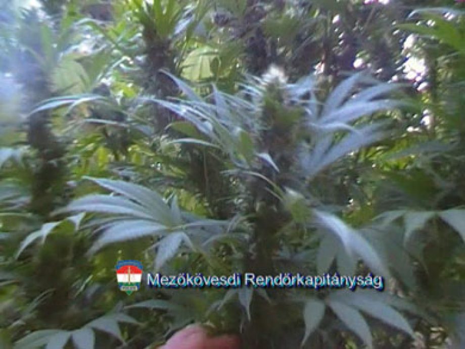 10746-oriaskender-a-rengetegben-videoval