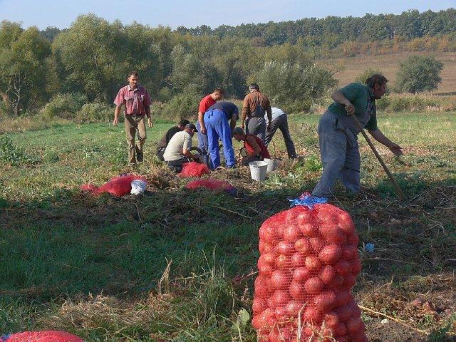 10754-harsany-okosan-safarkodik