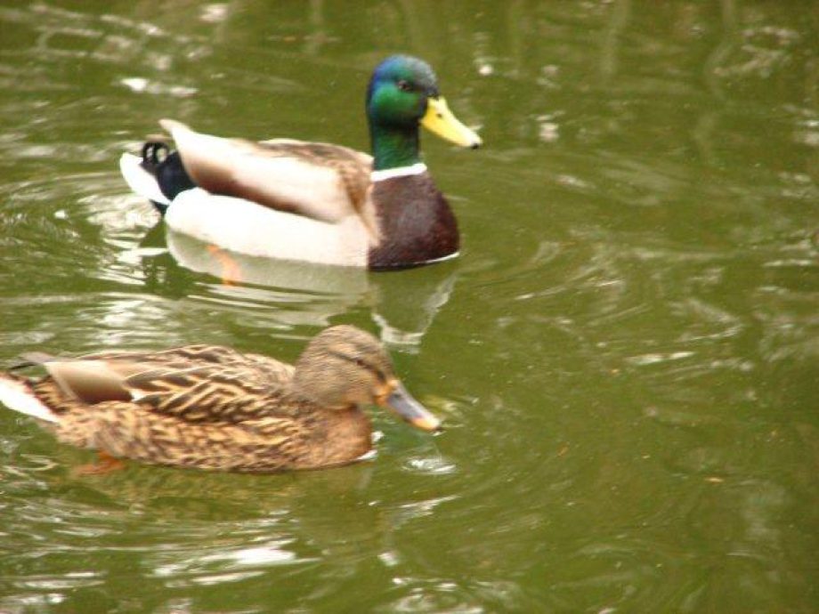 12671-sajo-madarmegfigyeles