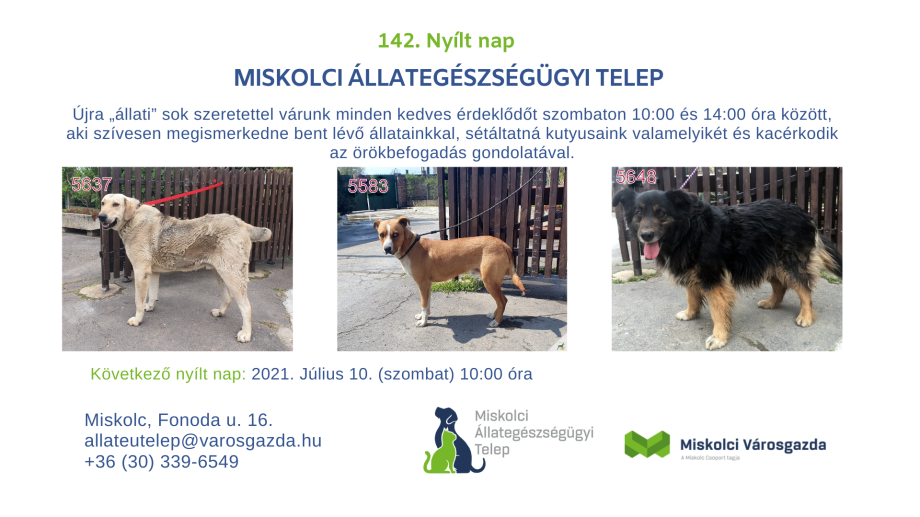 142. nyílt nap grafika