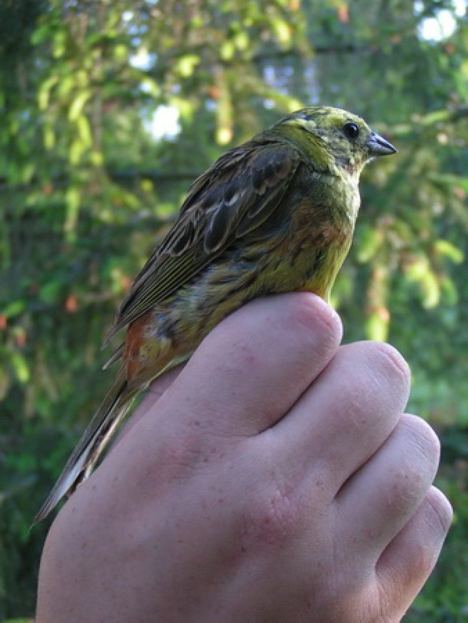 Európai Madármegfigyelő Napok