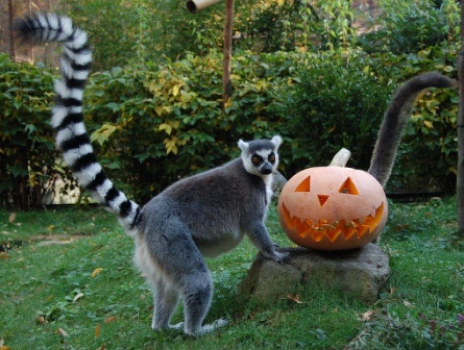 21136-halloween_katta_copyright_krajnyk-zoltn