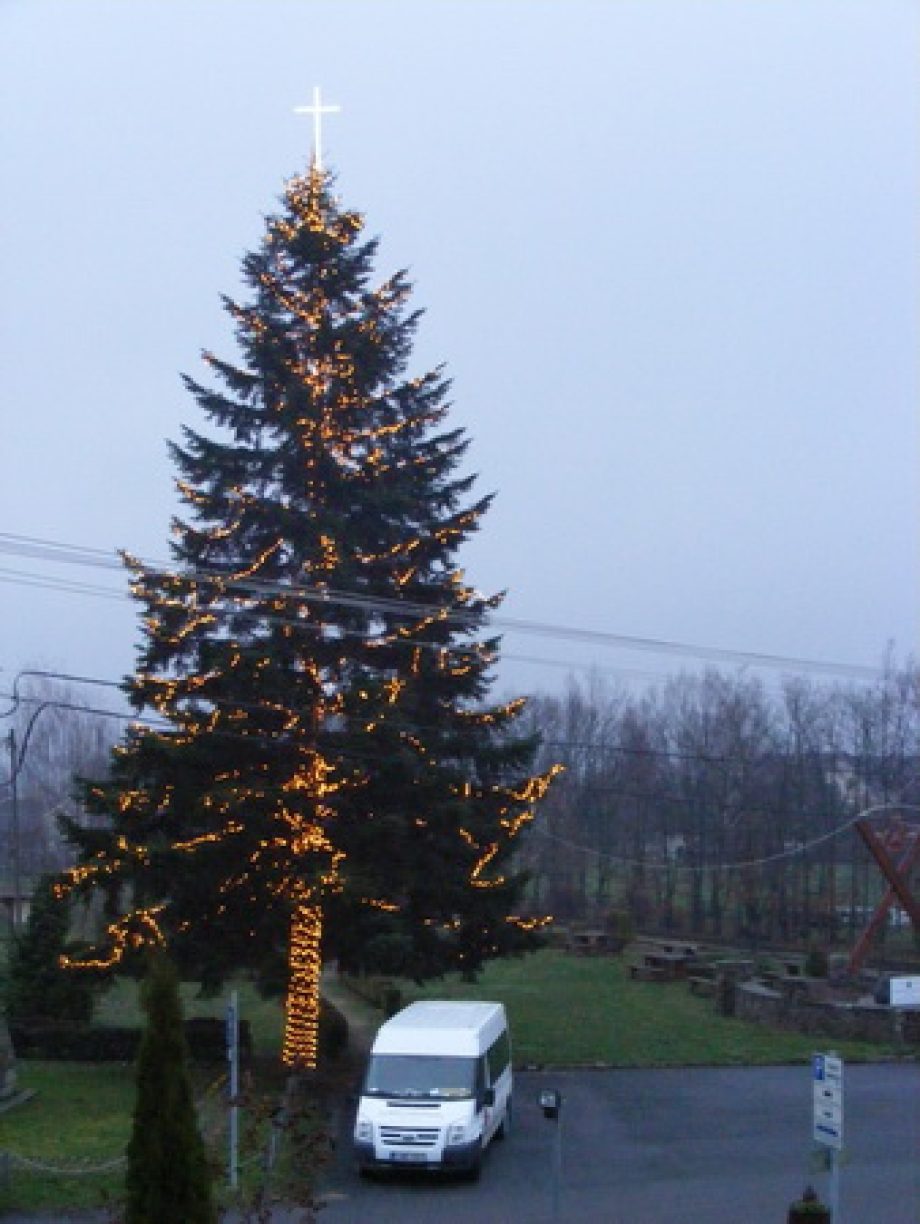 Az orszag legmagasabb fenyőfája Pálházán