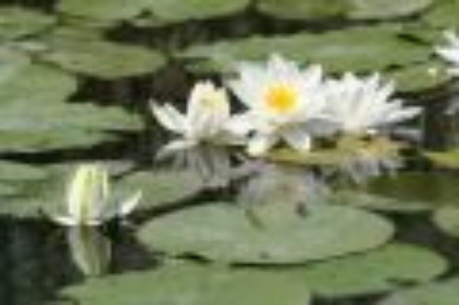 Megalakult a Tisza-tavi TDM szervezet