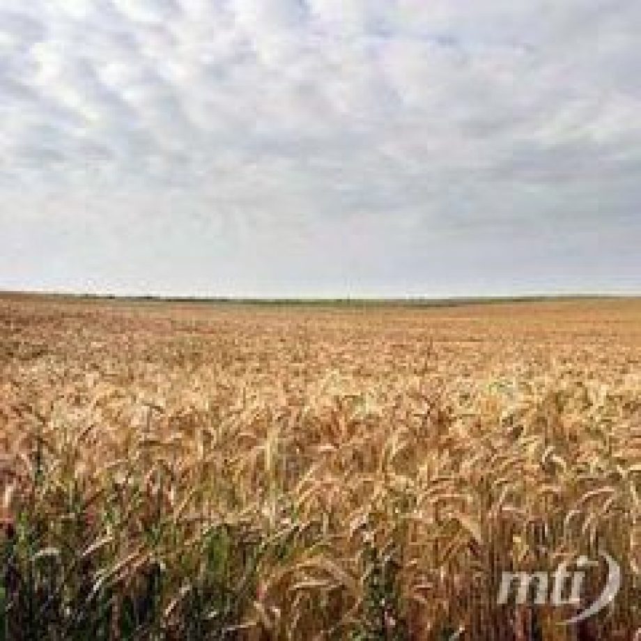 Kutatók szerint akár 60 év alatt is elfogyhat a termőtalaj a világon