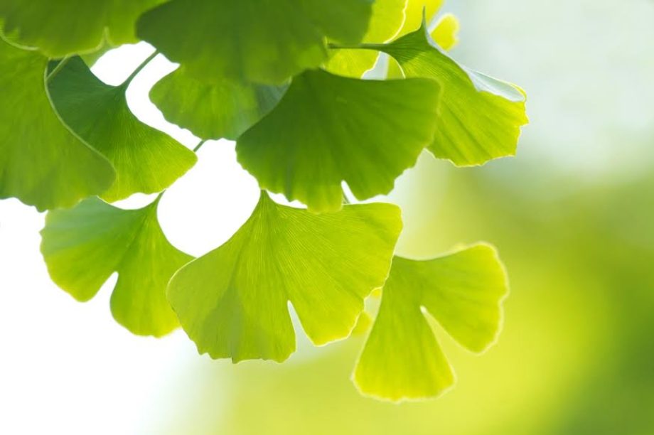 33703-ginko