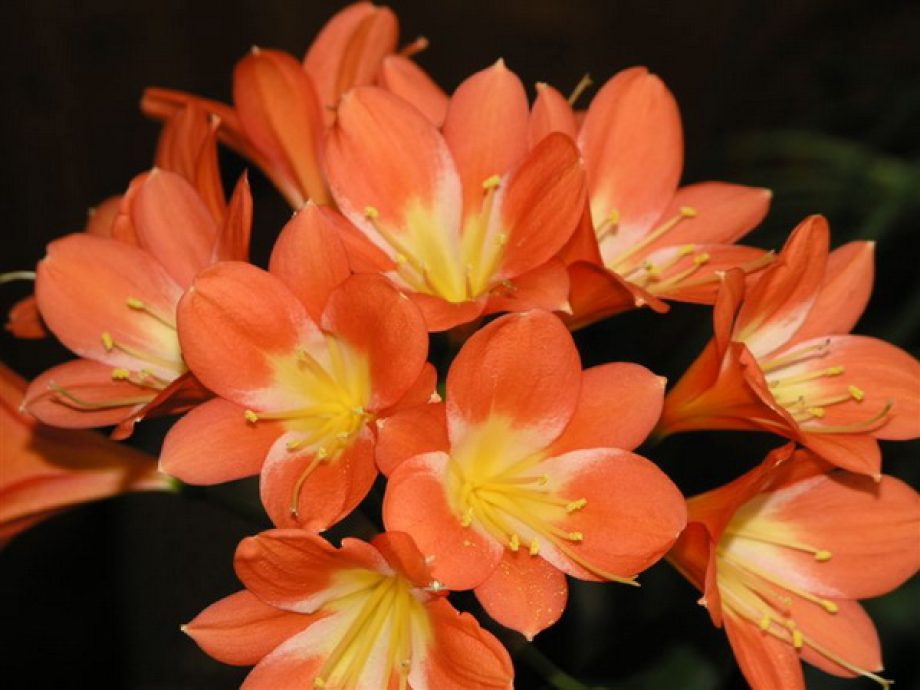 Guiness kisérlet Nőnapon