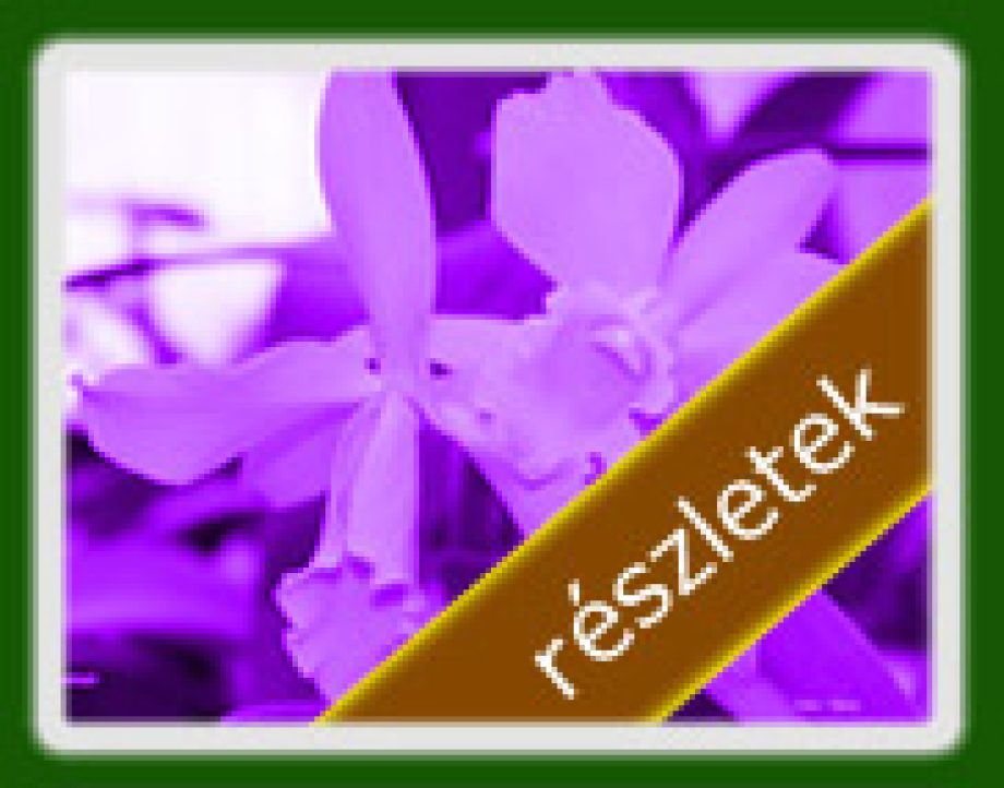 Mi az idei Orchidea trend?
