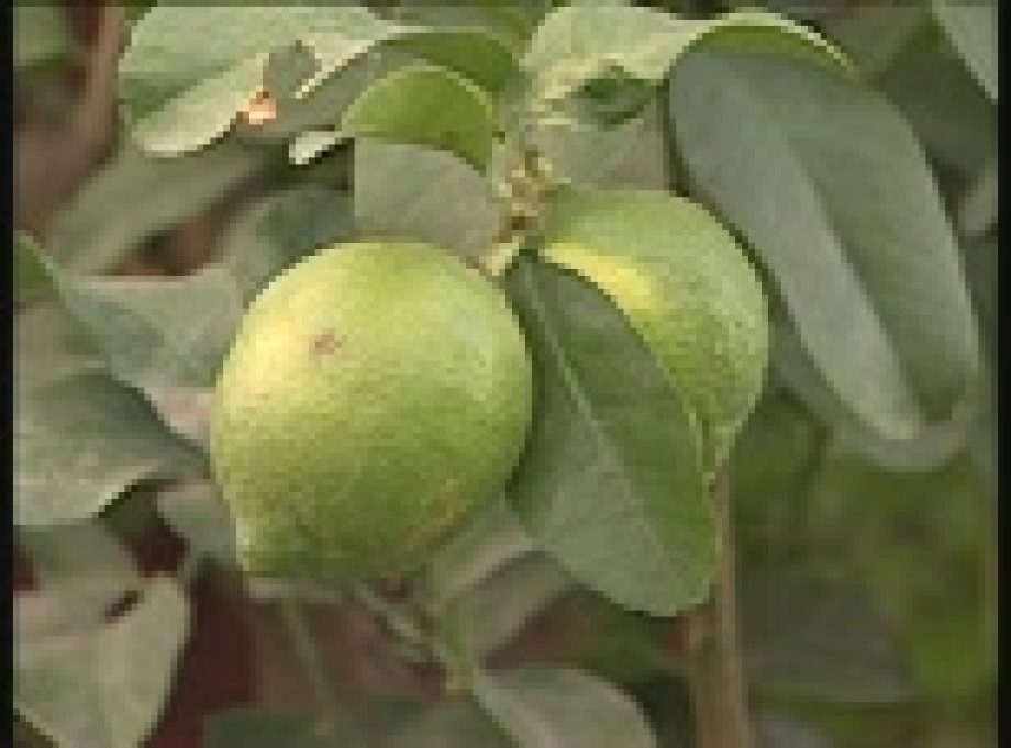 Citrusok gondozása