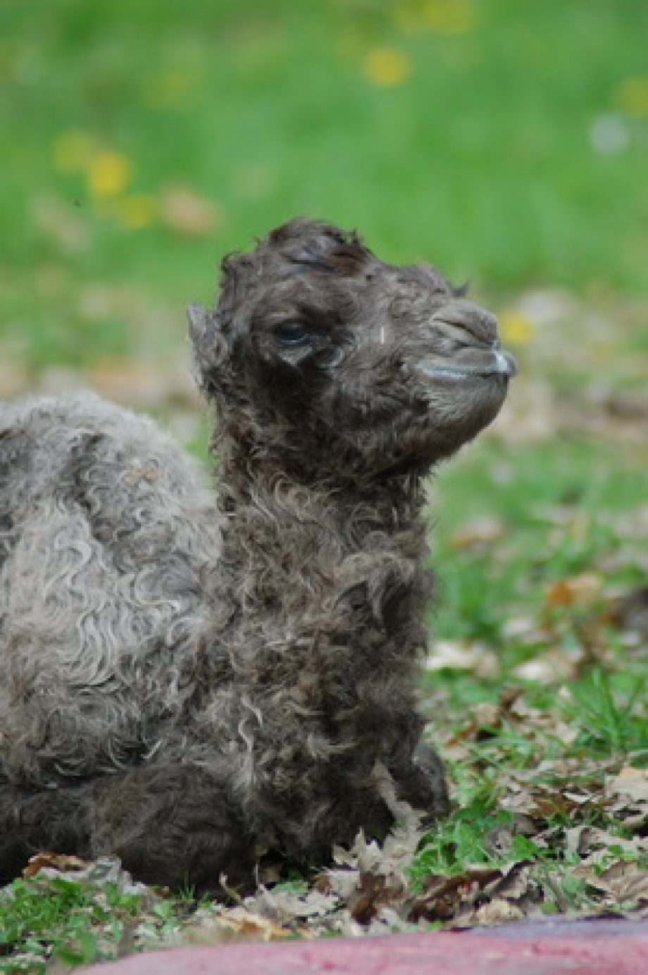 ZOO HÍREK – Kögerkei, a „kedves” tevecsikó